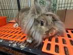 Adopt ALASKA a Bunny Rabbit