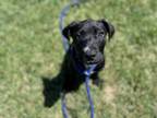 Adopt AVA a Pit Bull Terrier, Labrador Retriever