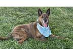 Adopt ROXY a German Shepherd Dog, Mixed Breed