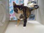 Adopt OLIVIA a Domestic Short Hair