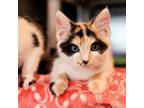 Adopt Mimmy a Domestic Short Hair