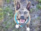 Adopt REYNA a Dutch Shepherd, Mixed Breed