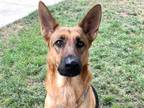 Adopt ELLIE a German Shepherd Dog