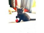 Adopt PHOEBE a Domestic Short Hair