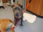 Adopt SIMONA a Pit Bull Terrier, Mixed Breed