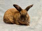 Adopt CINAMMON a Bunny Rabbit