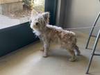Adopt PIPPI* a Terrier, Mixed Breed