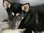 Adopt TEMU a German Shepherd Dog, Mixed Breed