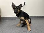 Adopt LUCKY a German Shepherd Dog