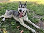 Adopt NALA a Siberian Husky