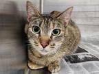 Adopt WASABI a Domestic Short Hair