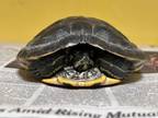 Adopt CHEWTLE a Turtle