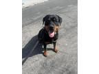 Adopt TWINSY a Rottweiler