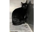 Adopt DINA a Domestic Short Hair