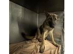 Adopt LUCIA a German Shepherd Dog