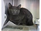 Adopt NELLY a Domestic Short Hair