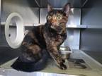 Adopt AVERY a Domestic Short Hair