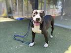 Adopt SUSIE a Pit Bull Terrier, Mixed Breed