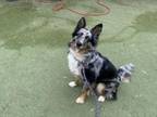 Adopt HAPPY a Australian Shepherd