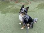 Adopt HAPPY a Australian Cattle Dog / Blue Heeler, German Shepherd Dog