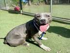 Adopt FLOW a Pit Bull Terrier