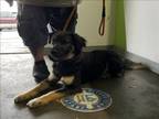 Adopt LOLA PEREZ a German Shepherd Dog, Mixed Breed