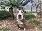 Adopt KALI a Pit Bull Terrier, Mixed Breed