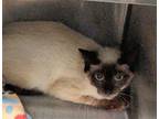 Adopt PURRDY a Siamese