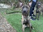 Adopt POPPY a German Shepherd Dog