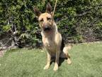 Adopt JOY a German Shepherd Dog