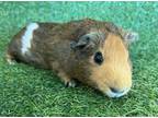 Adopt A2139399 a Guinea Pig