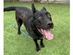 Adopt CHRISTINA a Labrador Retriever, Pit Bull Terrier