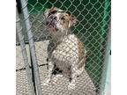 Adopt 404755 a Pit Bull Terrier