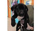 Adopt 404705 a German Shepherd Dog, Pit Bull Terrier