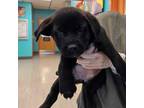 Adopt 404703 a German Shepherd Dog, Pit Bull Terrier