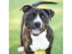 Adopt PENNE a Pit Bull Terrier, Mixed Breed