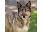 Adopt ELEANOR a German Shepherd Dog, Mixed Breed