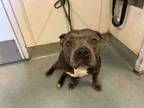 Adopt A1926502 a Pit Bull Terrier