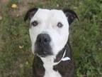 Adopt AVA a Pit Bull Terrier
