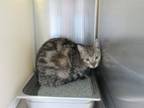 Adopt POPPY a Domestic Short Hair