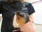 Adopt ROSIE a Guinea Pig