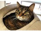 Adopt FREYA a Domestic Short Hair