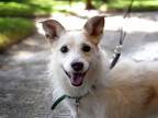 Adopt BABY a Parson Russell Terrier, Mixed Breed