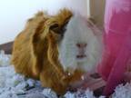 Adopt NEPTUNE a Guinea Pig