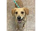 Adopt Paige a Australian Cattle Dog / Blue Heeler