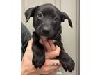 Adopt Matilda a Mixed Breed