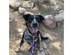 Adopt Mary a Cattle Dog, Rottweiler