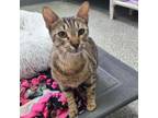 Adopt Shana Houston a Domestic Short Hair