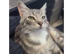 Adopt Sage a Domestic Short Hair