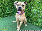 Adopt BETSY a Boxer, Pit Bull Terrier
